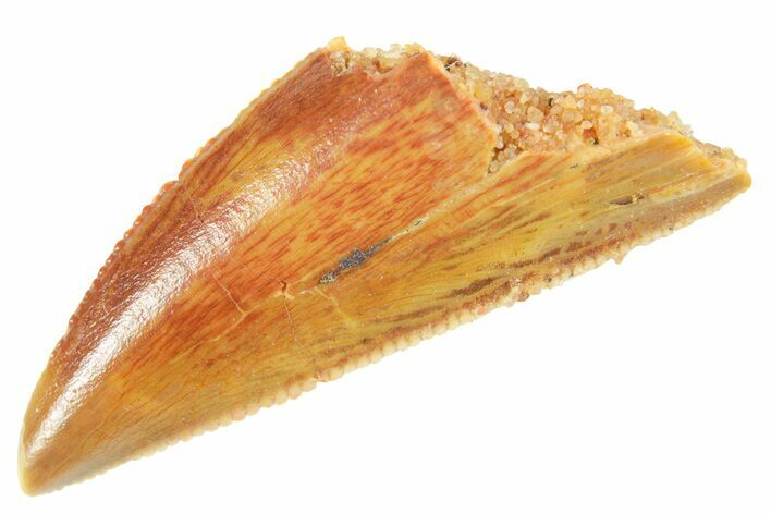 Serrated Raptor Tooth - Real Dinosaur Tooth #364720